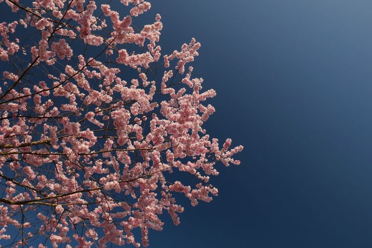 Low angle view of cherry blossom tree against sky