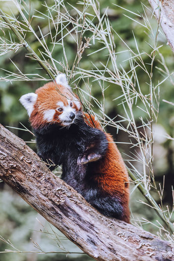 Close-up of red panda