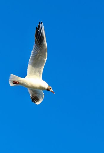 Low angle view of seagull flying