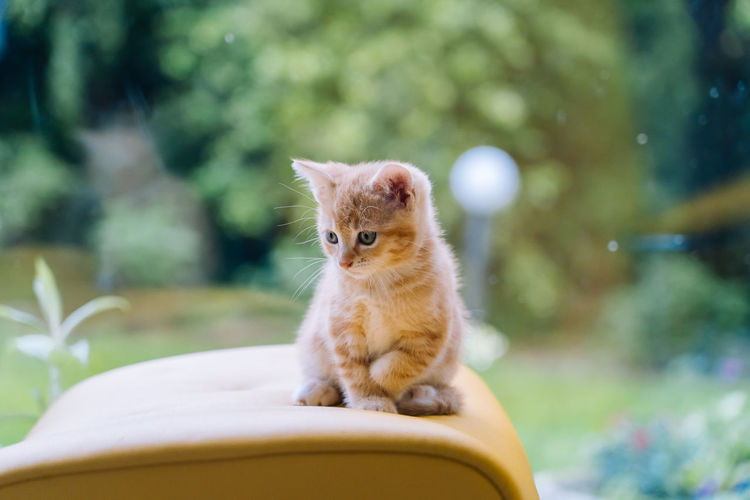 Red cats sitting on yellow chair near window. young ginger kitten play at home. cute funny home pets