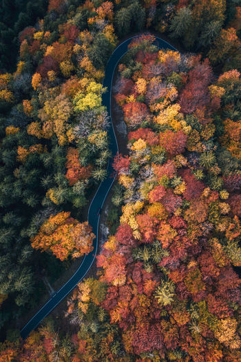 High angle view of autumnal trees in forest