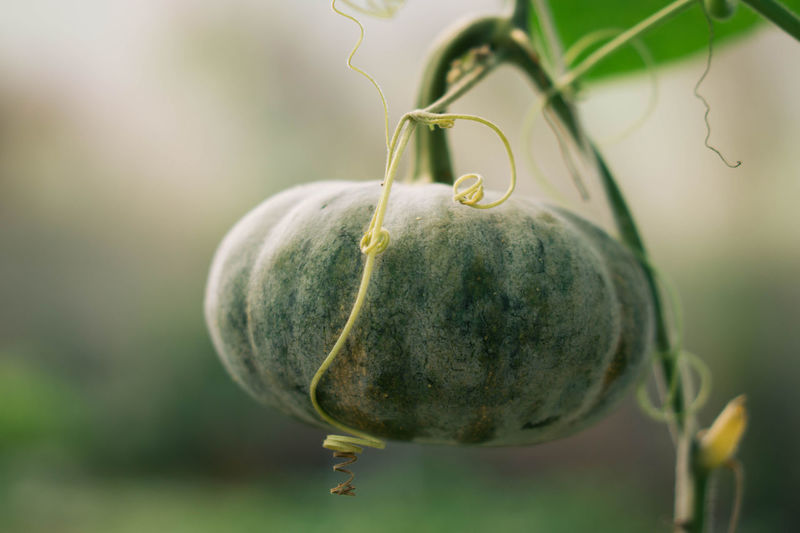 Close-up of fruit on plant