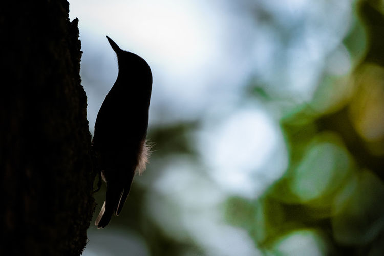 Low angle view of a bird on tree