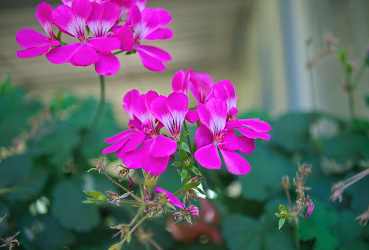 Close-up of pink flowering plant