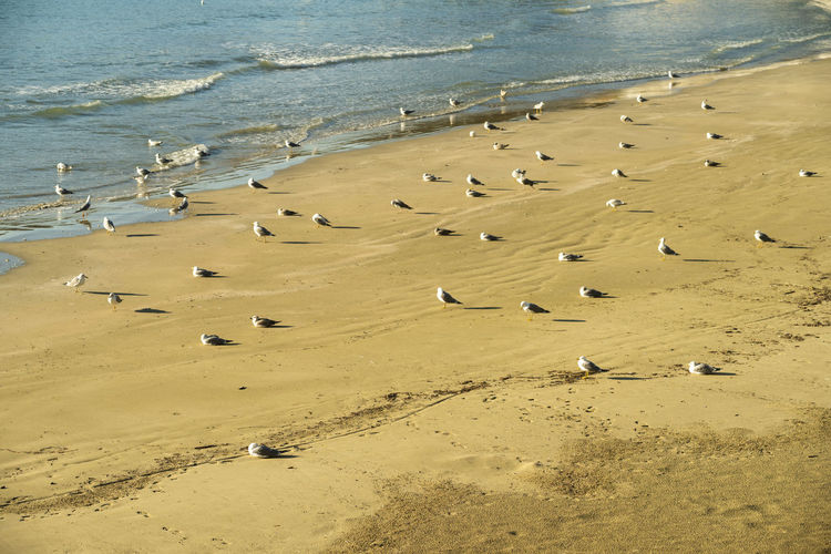 Scenic view of beach