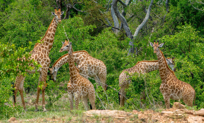Journey of giraffes eating