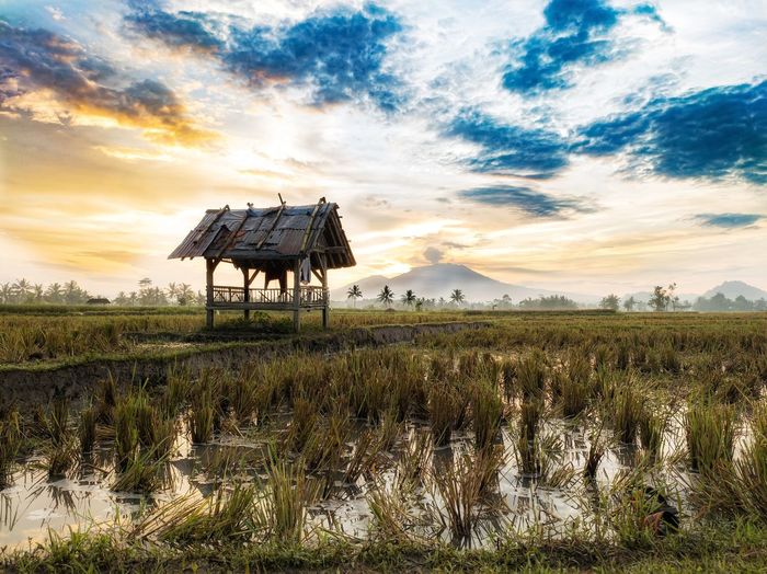 Hut on rice field with raung mountain background