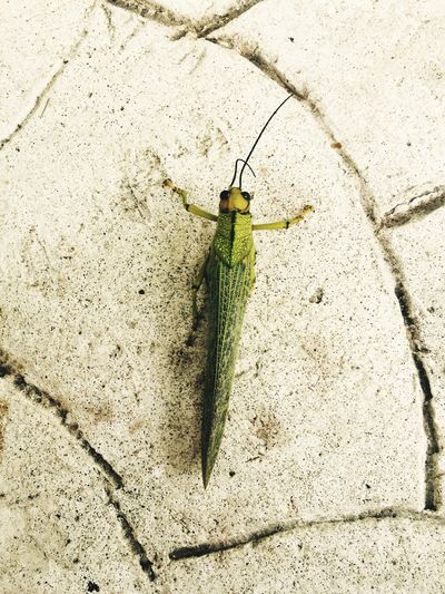 High angle view of grasshopper on floor
