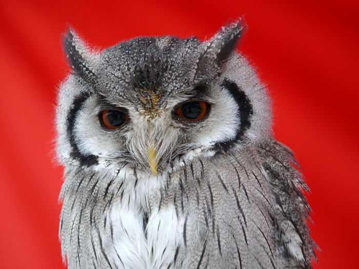 Close-up of dwarf owl against red background