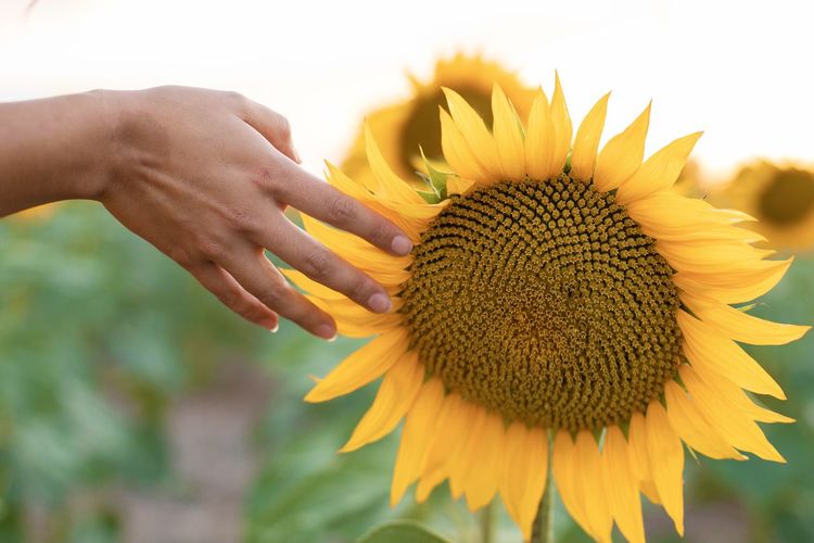 Close-up of sunflower and womans hands touching the flower  