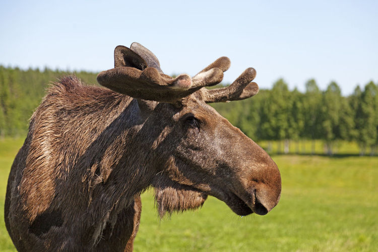 An adult moose bull close up in bjurholm