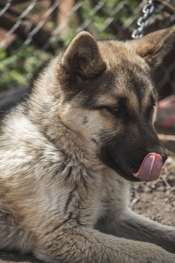 Close-up of dog looking away
