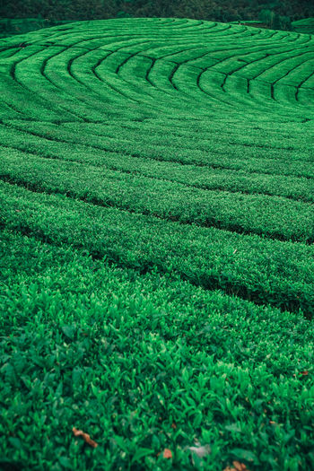 A beautiful spread of green tea in indonesia
