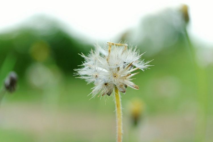 Close-up of wilted dandelion flower