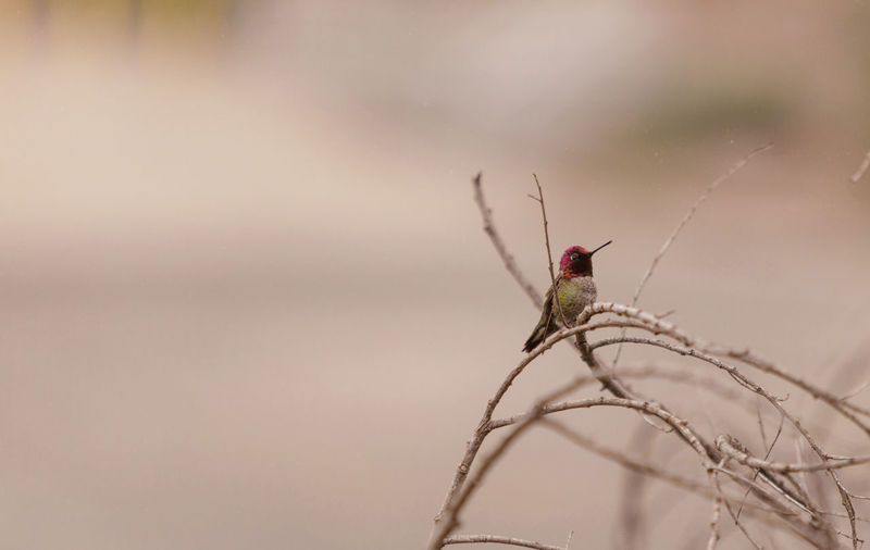 Male hummingbird perching on stick
