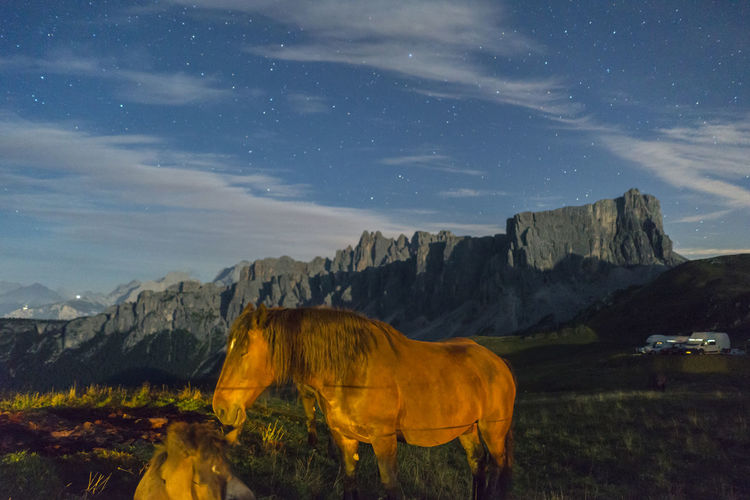 View of a horse on field at night