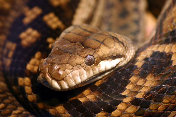Close-up of snake