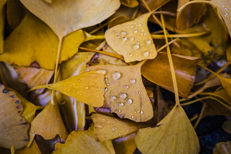 Close-up of raindrops on yellow leaves