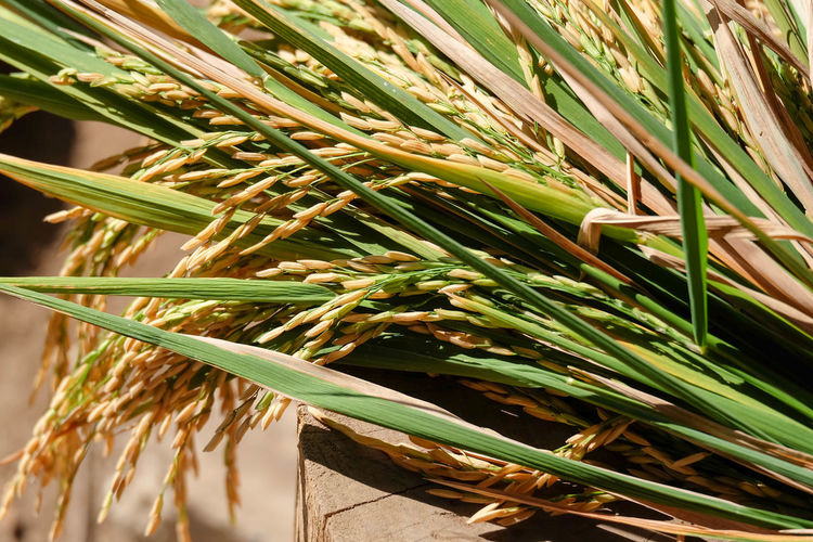 Close-up of wheat growing in farm