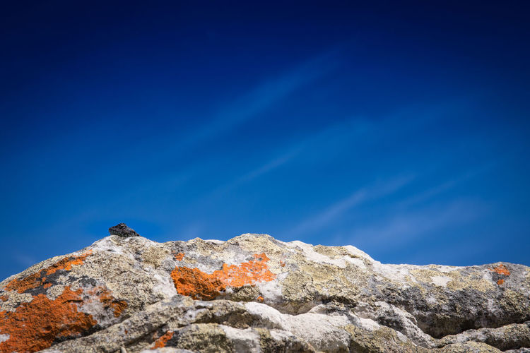 Lizard on rock against blue sky