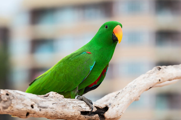Close-up of parrot perching on branch