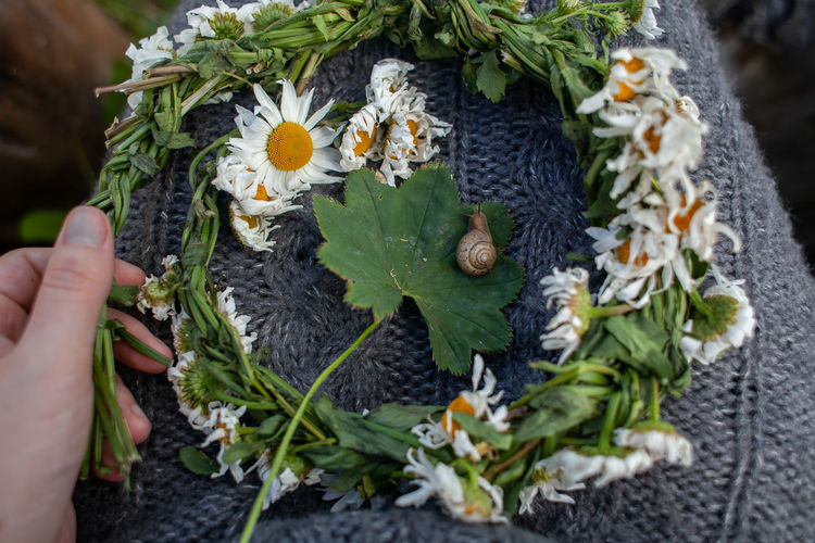 Chamomile wreath and garden snail