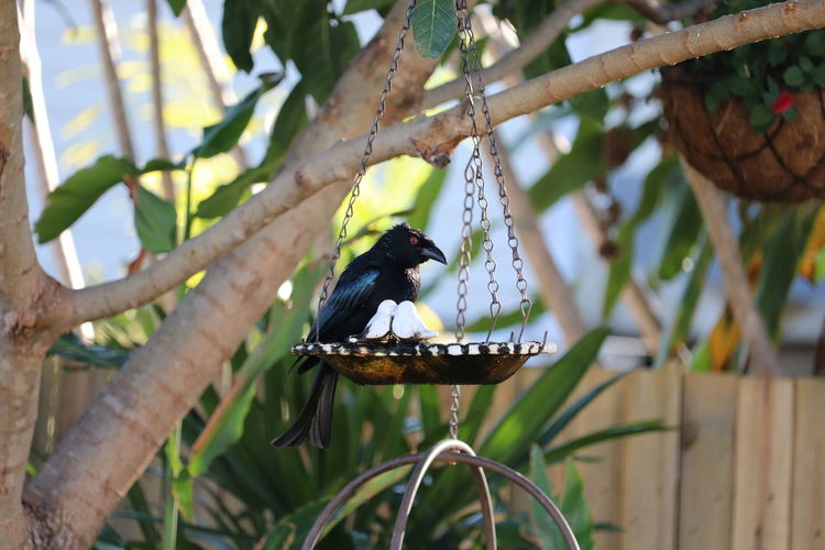 Low angle view of bird perching on branch