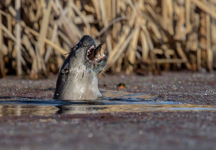 Close-up of otter with mouth open swimming in lake
