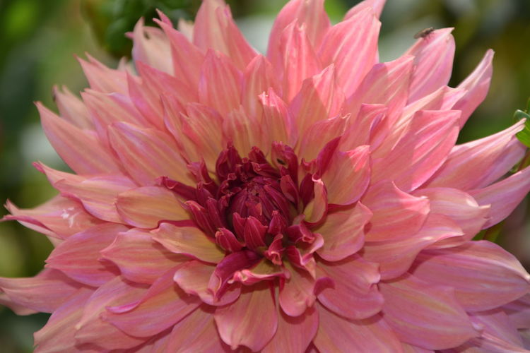 Close-up of pink dahlia