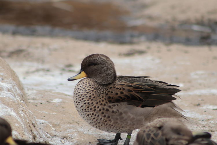 Close-up of mallard duck on the lake