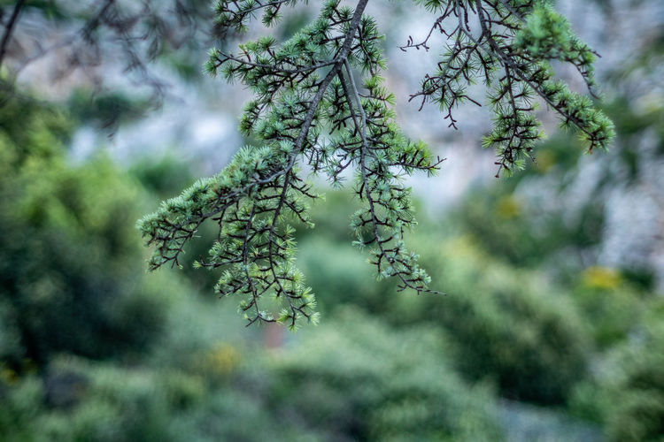 Close-up of tree branch