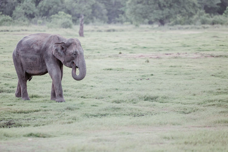 View of elephant walking on field