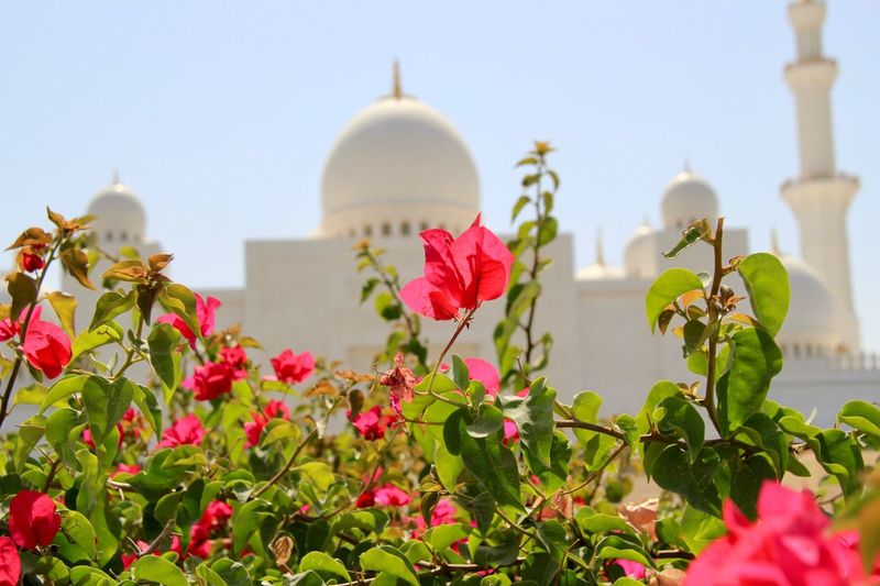 Low angle view of pink flowering plants against building