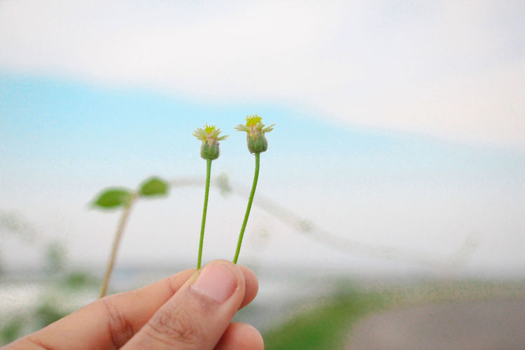 Close-up of hand holding flowering plant against sky