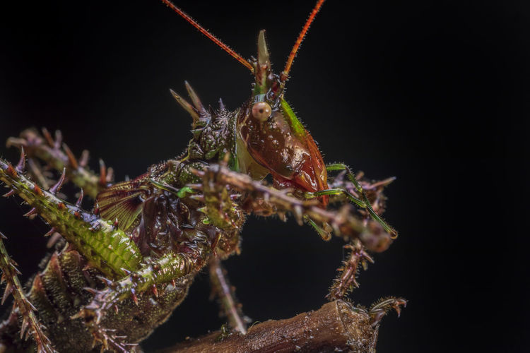 Panacanthus varius: grasshopper from ecuador over dark background