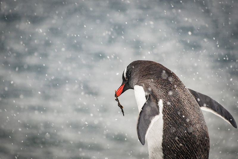 Close-up of penguin during snowfall