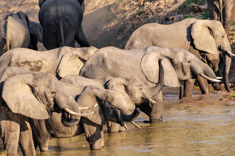 An amazing close up of a huge elephants group crossing the waters of an african river