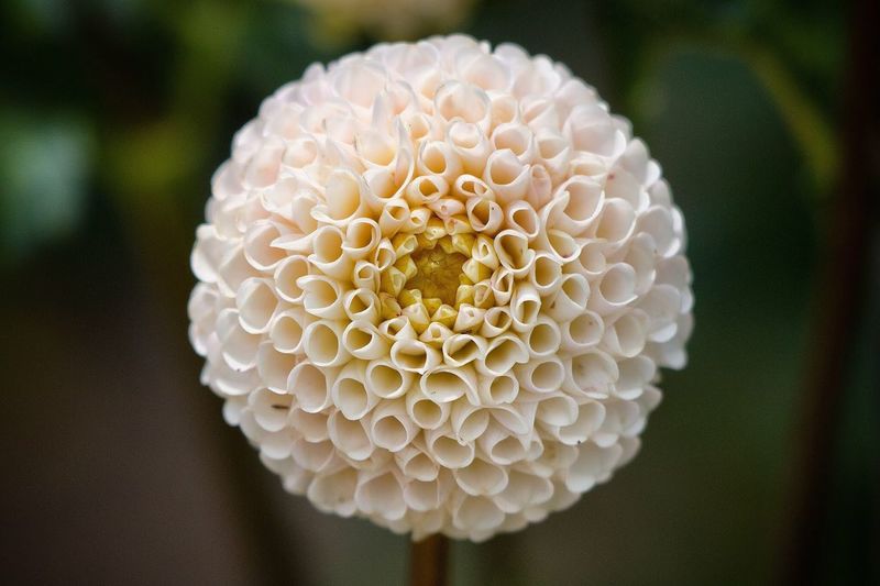 Close-up of white dahlia