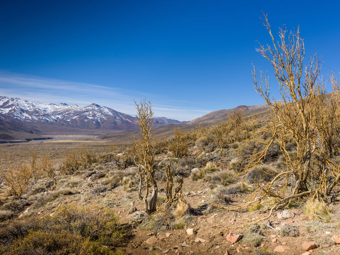 Adesmia pinifolia is a plant with leguminous flowers of the faboideae subfamily. lives in the andes 