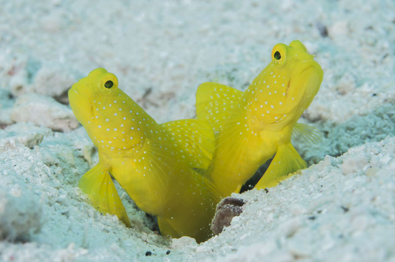 Close-up of yellow fish swimming in sea