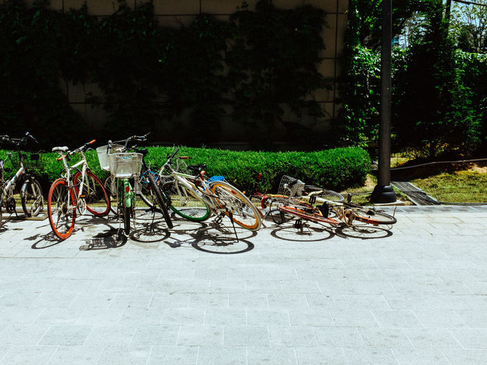 Bicycles on tree