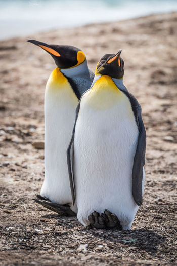 Two king penguins side-by-side on shingle beach