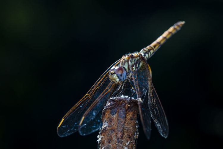 A beautiful  macro-photo of a dragonfly resting in the shade