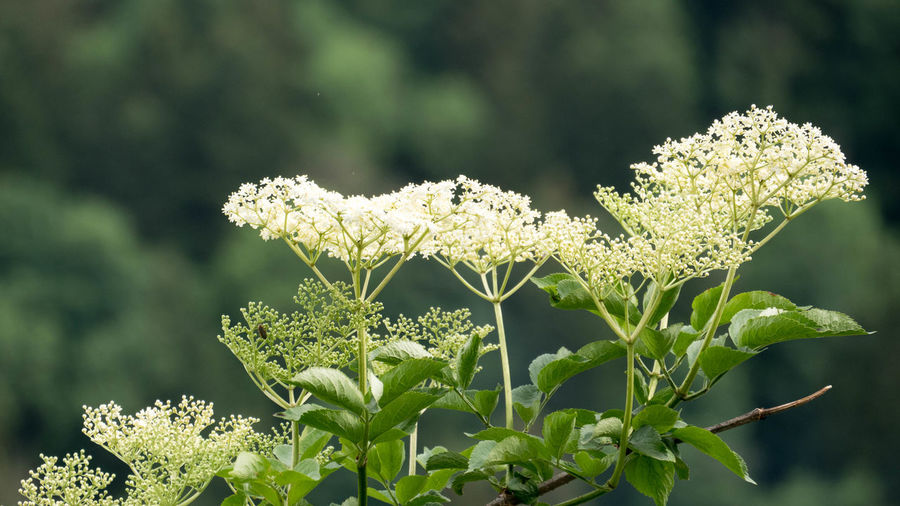 Close-up of flowering plant on field
