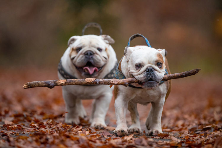 Portrait of dogs