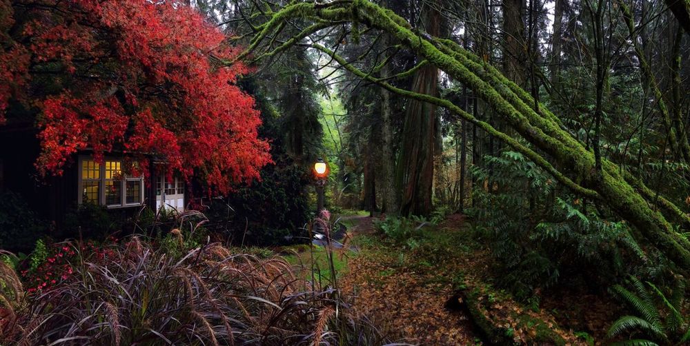 Trees in forest during autumn