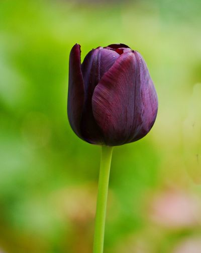 Close-up of purple tulip flower