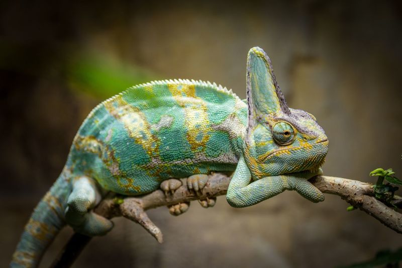 Side view of chameleon resting on branch