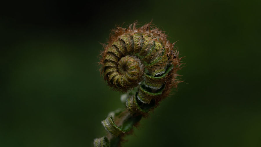Close-up of fern growing against black background