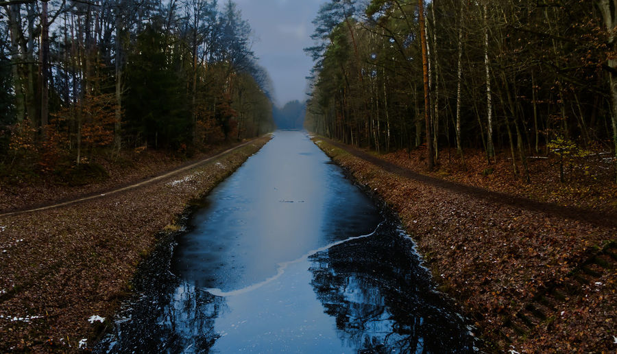 Iced river amidst trees in forest